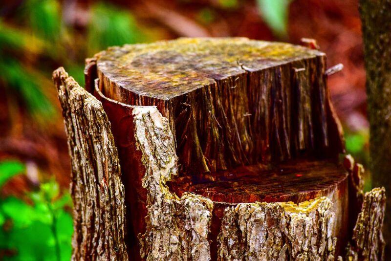 DIY Tree Stump Removal: How to Get Rid of Stubborn Stumps